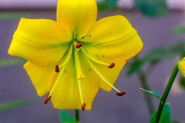 黄色百合花靠拢 黄色百合花 — 图库照片