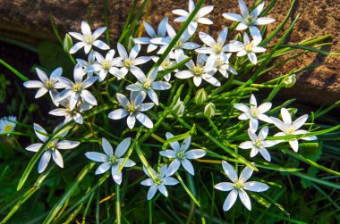 Yeşil yapraklı küçük beyaz çiçekler, beyaz çiçekler.