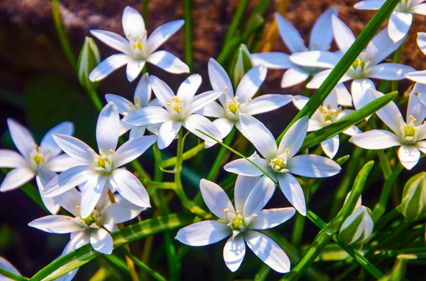 Pequeñas Flores Blancas Con Hojas Verdes Flores Blancas —  Fotos de Stock