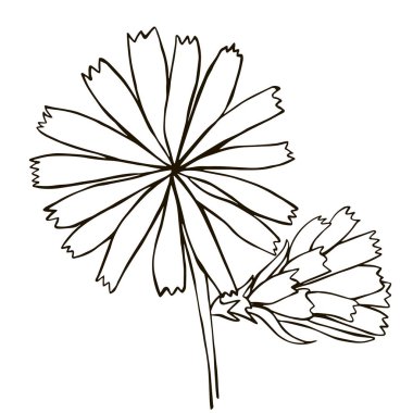 Peygamber Çiçeği, çiçek, el-çizim vektör illüstrasyon kroki
