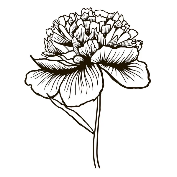 Peonia, fiore, disegno a mano disegno vettoriale schizzo — Vettoriale Stock