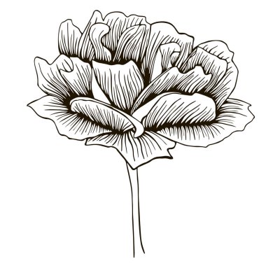 Dekoratif çiçek, el-çizim vektör illüstrasyon kroki