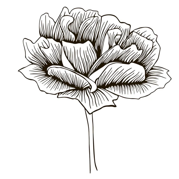 Dekoratif çiçek, el-çizim vektör illüstrasyon kroki