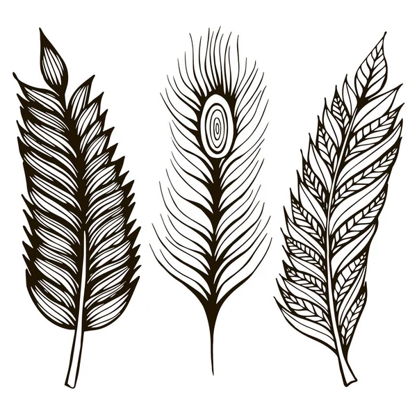Set de plumas decorativas rústicas dibujadas a mano stock illustration — Archivo Imágenes Vectoriales