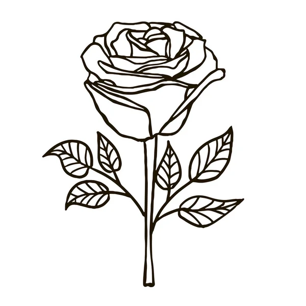 Rosa, flor, dibujo a mano vector ilustración boceto — Vector de stock