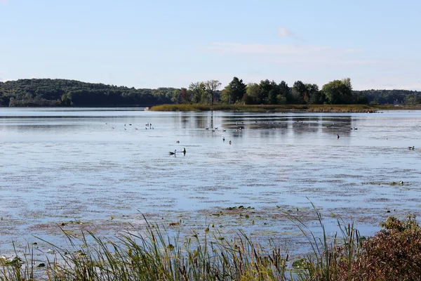 Kaz ve ördek besleme St Lawrence Nehri üzerinde