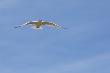 Beyaz martı mavi gökyüzü ile kayma