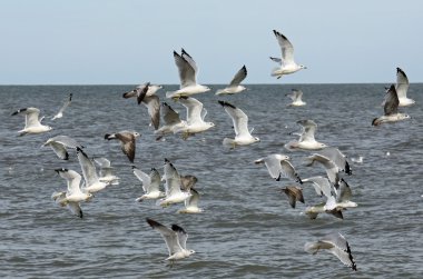 Düşük Erie Gölü üzerinde uçan martı