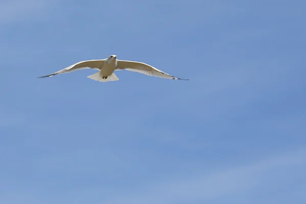 Gaivota branca deslizando com um céu azul — Fotografia de Stock