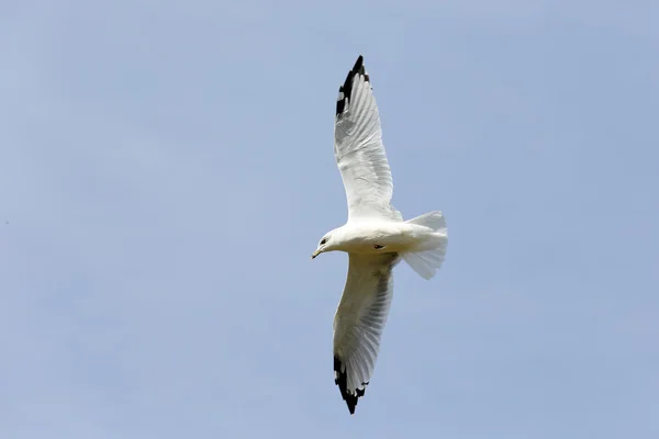 Siyah wingtips mavi bir gökyüzü uçan ile Ring-billed martı — Stok fotoğraf