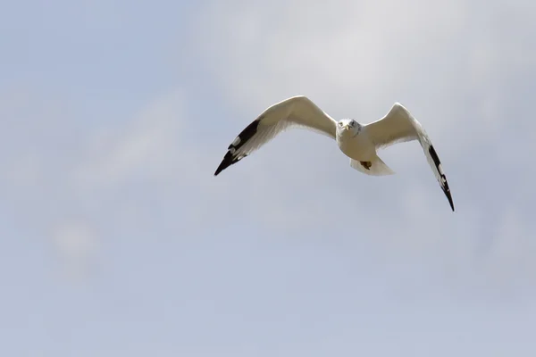 Ring-billed mås med svarta vingspetsar flyger med en blå himmel en — Stockfoto