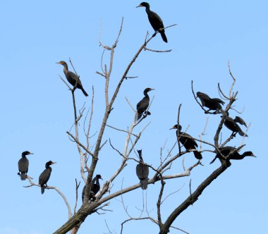 Çift kruvaze karabatak topluluğu ağaca tünemiş