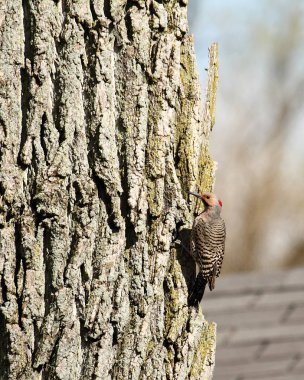 Bir ağacın yanına yapışan bir Kuzey titreme