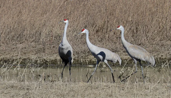 Three sandhill cranes standing in a field — Stock Photo, Image