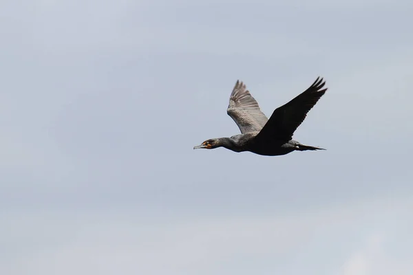 Um corvo-marinho de peito duplo voando com um céu azul — Fotografia de Stock