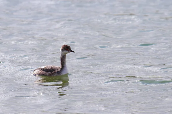 One grebe swimming on rippled water