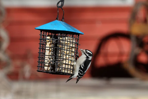Valse woodpecker op een niervet feeder — Stockfoto