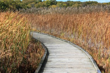 Tahta aracılığıyla bir bataklık sazlık ile kaplı,