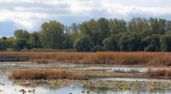 葦と柳秋の沼 — ストック写真
