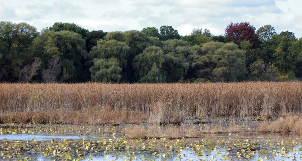 Marsh a nád- és fűzfák őszi — Stock Fotó