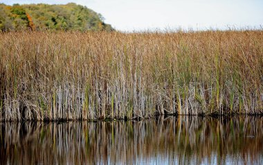 Bulutlu bir günde sazlık ile sonbahar Marsh