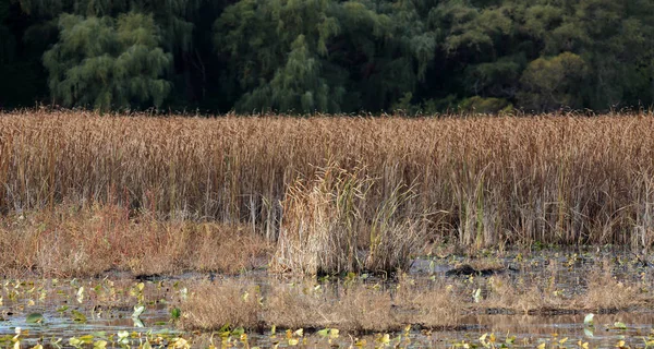 Palude in autunno con canne e alberi — Foto Stock