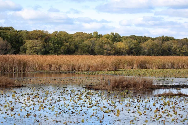 Marsh in het najaar met riet en bomen — Stockfoto