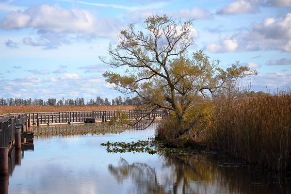 Boom weerspiegeld in water dat leidt tot een moeras op een bewolkte dag — Stockfoto