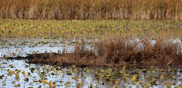 Большая голубая цапля в болоте осенью — стоковое фото