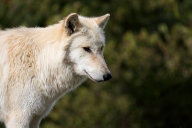 Yan görünüm portre ağaçları için arka plan ile bir sarışın kurt