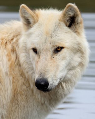 Önden Görünüm portre sarışın kurt arka plan için su ile