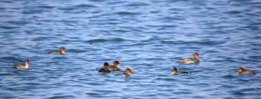 Kırmızı göğüslü boyunları mavi su