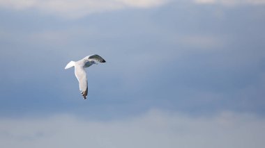 Ringa balığı karşı bir bulutlu gökyüzü uçan martı