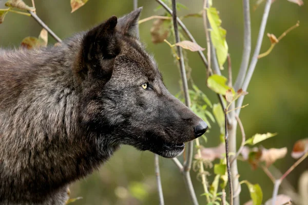 Vista laterale ritratto di un lupo nero con cespugli per sfondo — Foto Stock