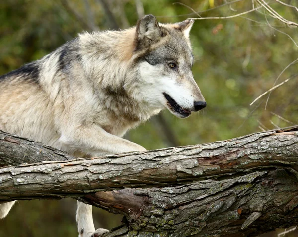 Side view of a wolf climbing onto a fallen tree — Stock Photo, Image