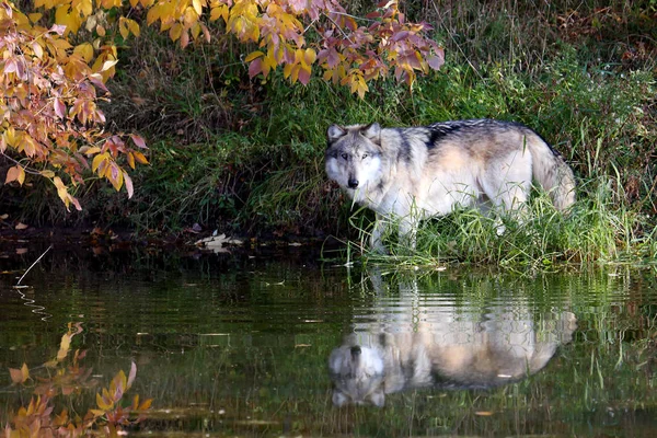 Suspicious wolf staring across a pond — Stock Photo, Image