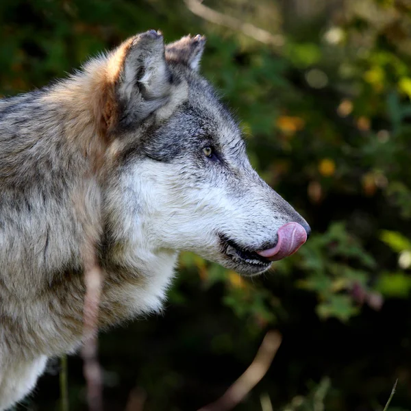 Side view portrait of a wolf with trees for background