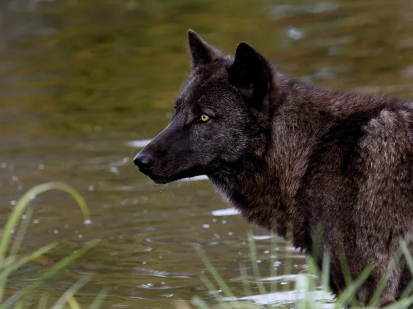 Μαύρος λύκος μπροστά από μια λίμνη — Φωτογραφία Αρχείου
