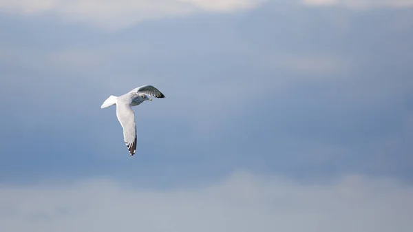 Herring gull flying against a cloudy sky — Stock Photo, Image