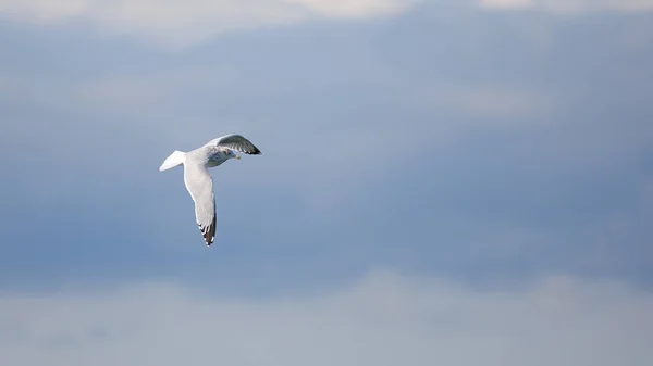 Gaivota arenque voando contra um céu nublado — Fotografia de Stock