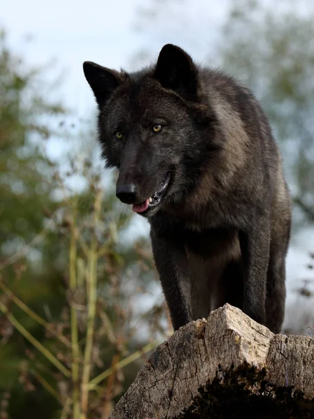 Μαύρος λύκος κοιτάζοντας προς τα κάτω από πάνω — Φωτογραφία Αρχείου