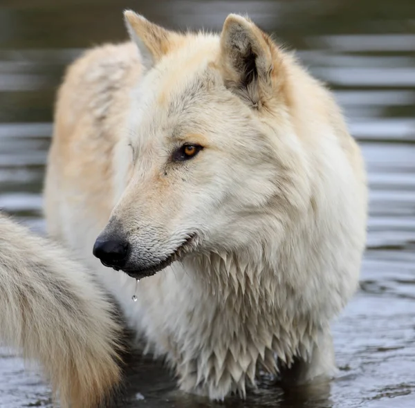 Blond wolfe stojąc w wodzie — Zdjęcie stockowe