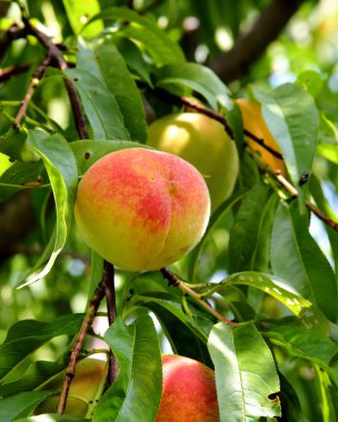 Olgun şeftali dalı yeşil yaprakları ile asılı 