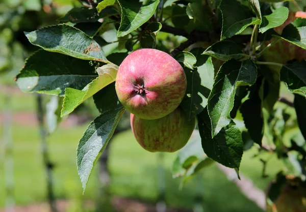 Майже стигле яблуко з червоним рум'янцем на гілці з листям — стокове фото