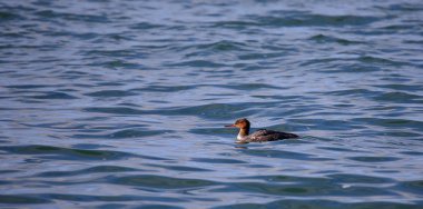  Kırmızı göğüslü merganser mavi su