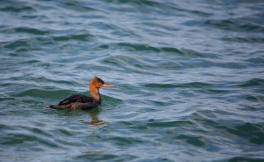 Kırmızı göğüslü merganser yeşil su