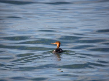 Kırmızı göğüslü merganser yeşil su