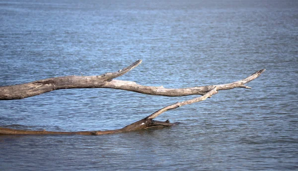 Nagy kidőlt fa ága felfüggesztett víz hullámai fölött — Stock Fotó
