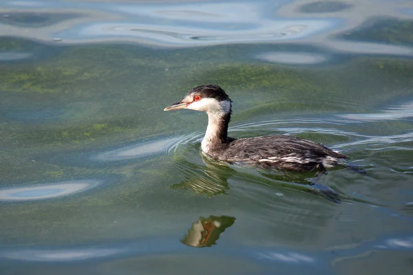 Grebe con cuernos nadando en agua verde —  Fotos de Stock