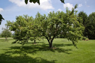 Arka bahçede meyve bahçesi büyük şeftali ağacı
